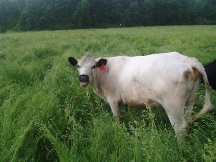 Rural Intelligence Food