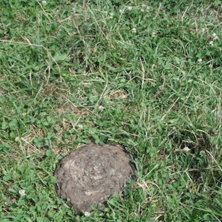 Rural Intelligence Food