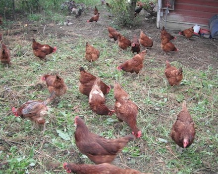 Rural Intelligence Parties and Openings