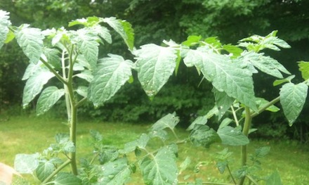 Rural Intelligence Food