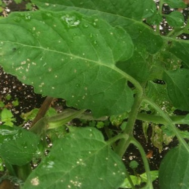 Rural Intelligence Food