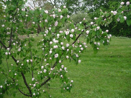 Rural Intelligence Food