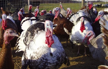 Rural Intelligence Food