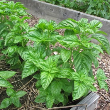 Rural Intelligence Food