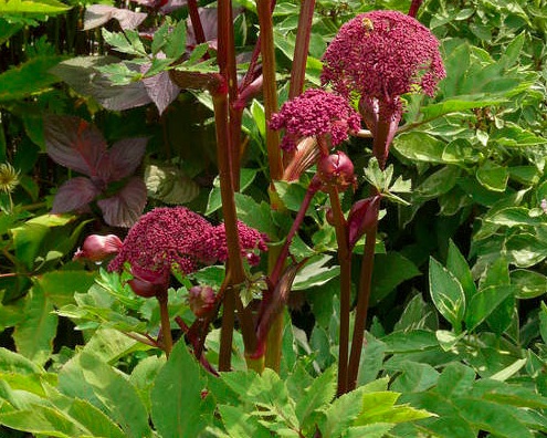 Angelica gigas