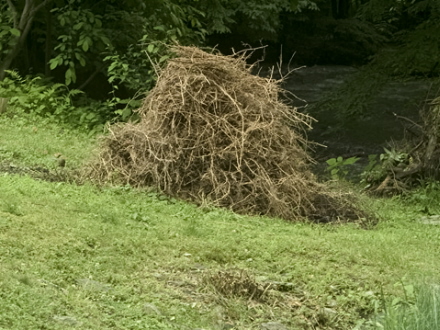 Rural Intelligence Style