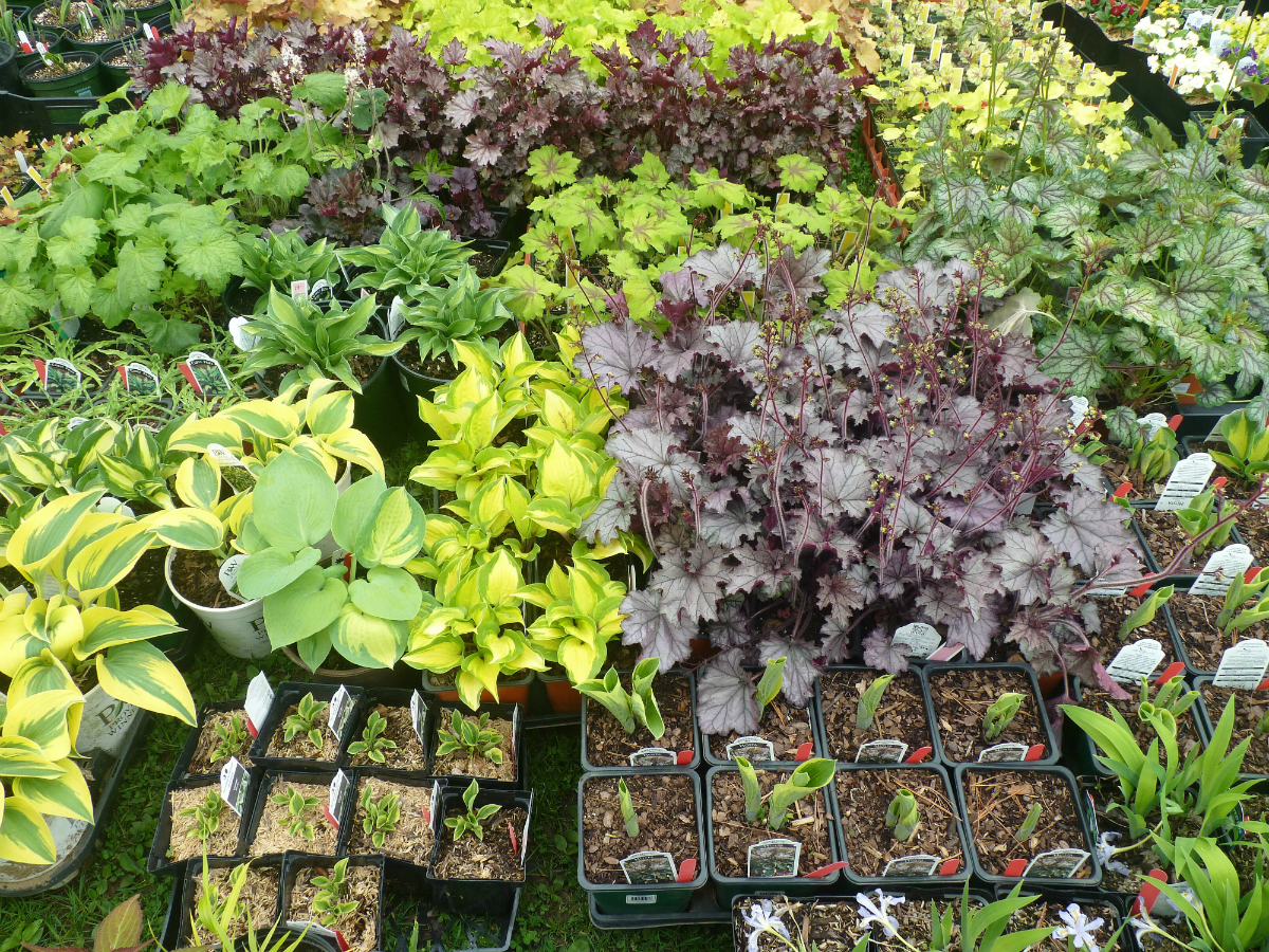 A selection of plants from the Berkshire Botanical Garden's big sale. (Photo courtesy of the BBG)