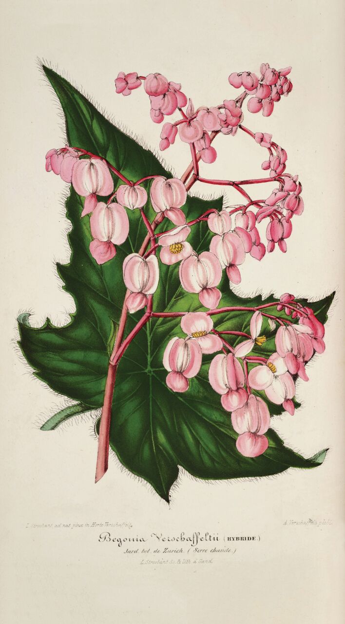 A begonia varietal Gilson is credited for cultivating at Montgomery Place while head gardener. A begonia varietal Gilson is credited for cultivating at Montgomery Place while head gardener.