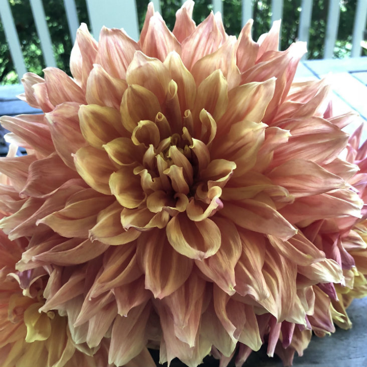 Ben Huston dahlia Ben Huston dahlia