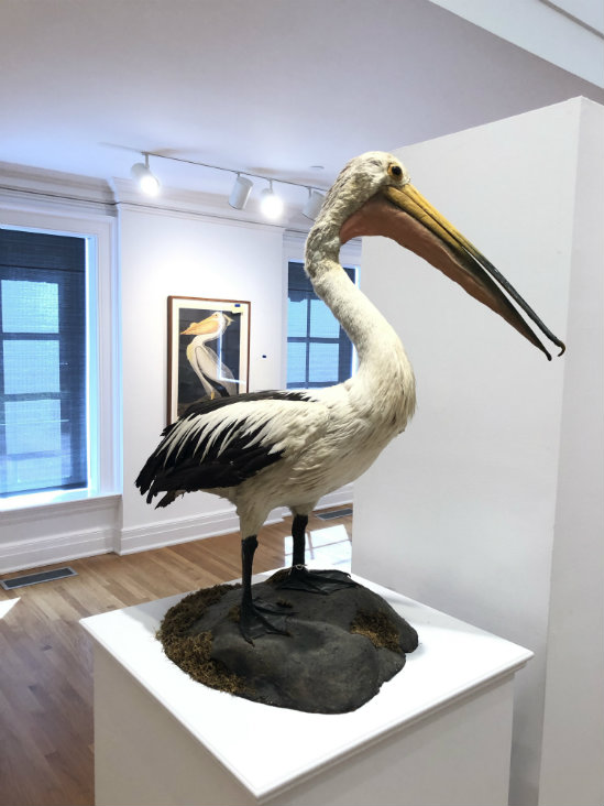 Taxidermy from the collection of The Millbrook School