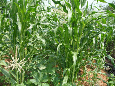 Rural Intelligence Food