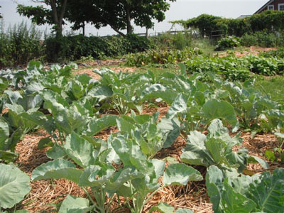 Rural Intelligence Food