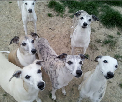Bonnies
