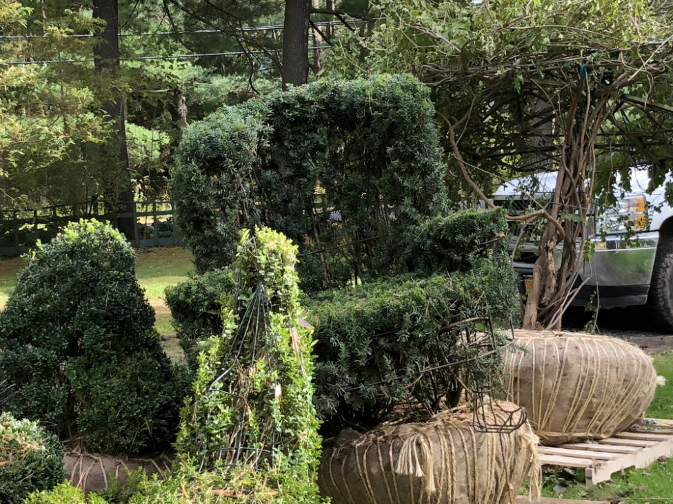 The armchair is shaded by the yew umbrella behind it.