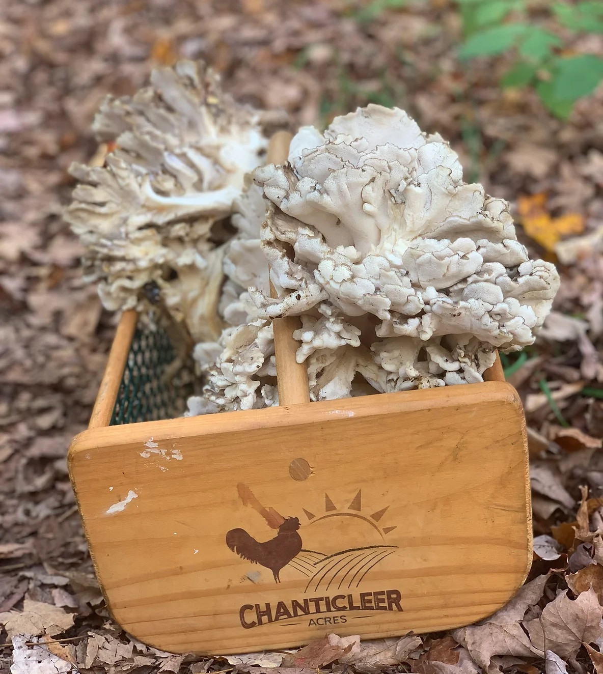 Chanticleer Acres Farm mushrooms. Photo: Stephen Kassel