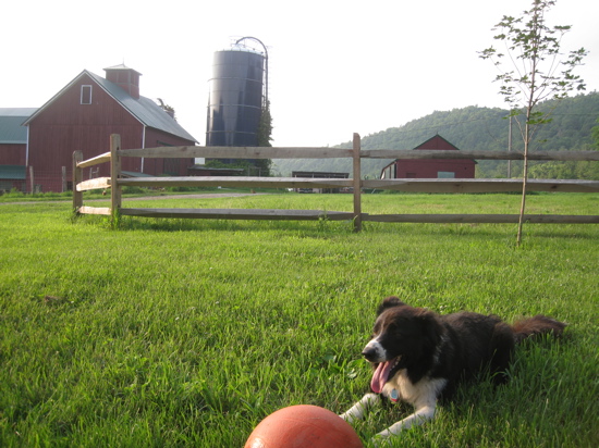 Rural Intelligence Food