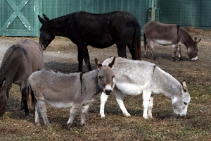 Rural Intelligence Style