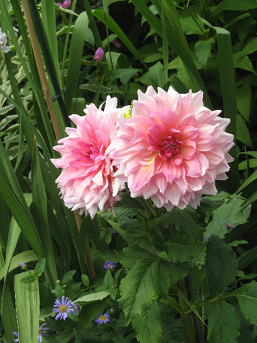 Rural Intelligence Style