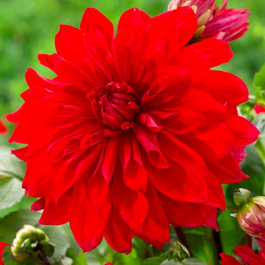 Dinnerplate Dahlia 'Babylon Red'