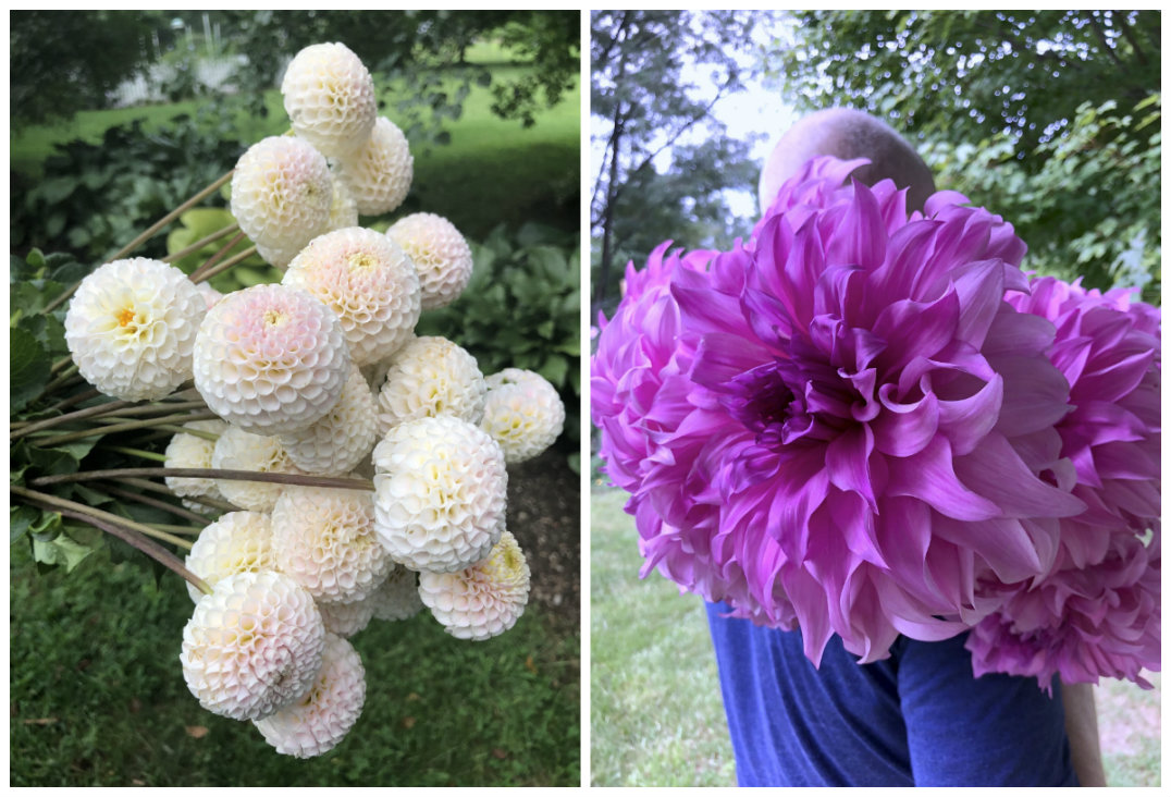 Dahlia duo: Camano Zoe and Vassio Meggos. All photos courtesy Bear Creek Farm Dahlia duo: Camano Zoe and Vassio Meggos. All photos courtesy Bear Creek Farm