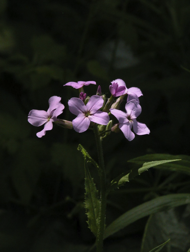 Dame's Rocket in a floodplain forest. - Farmscape Ecology Program