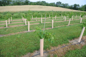 Rural Intelligence Food