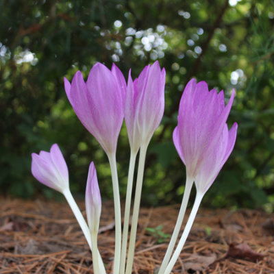 crocus