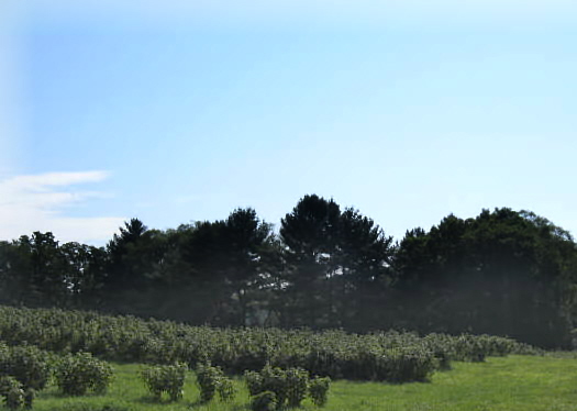 Rural Intelligence Food