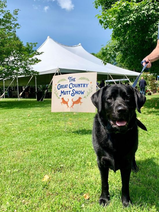 The Great Country&nbsp;Mutt Show