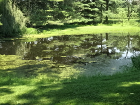 Rural Intelligence Food