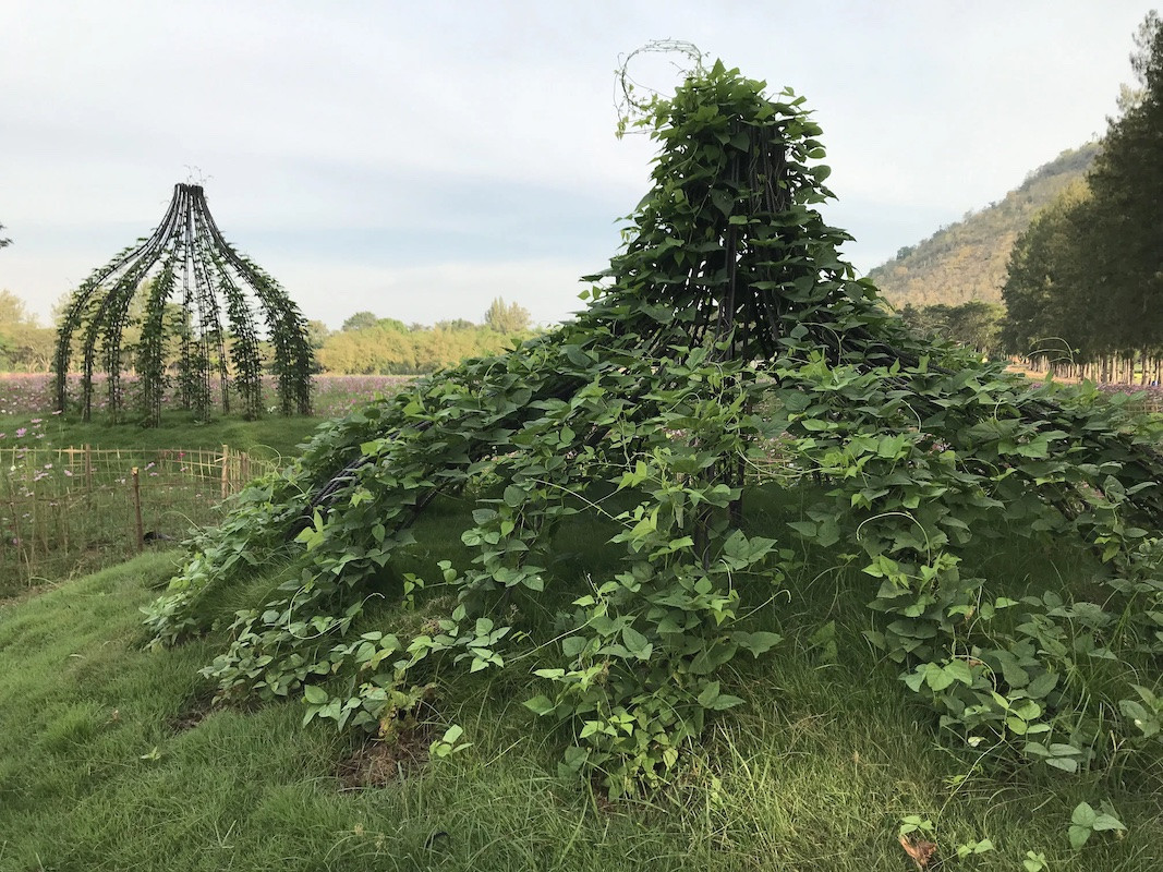 Pinaree Sanpitak, Breast Stupa Topiary Jim Thompson Farm, 2018. Steel and plants; size variable. At Hancock Shaker Village. Pinaree Sanpitak, Breast Stupa Topiary Jim Thompson Farm, 2018. Steel and plants; size variable. At Hancock Shaker Village.