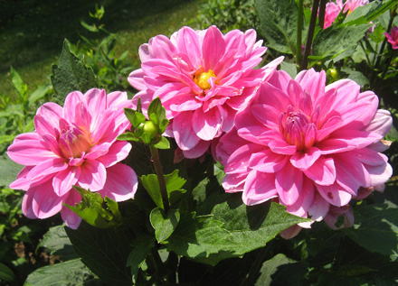 Rural Intelligence Style