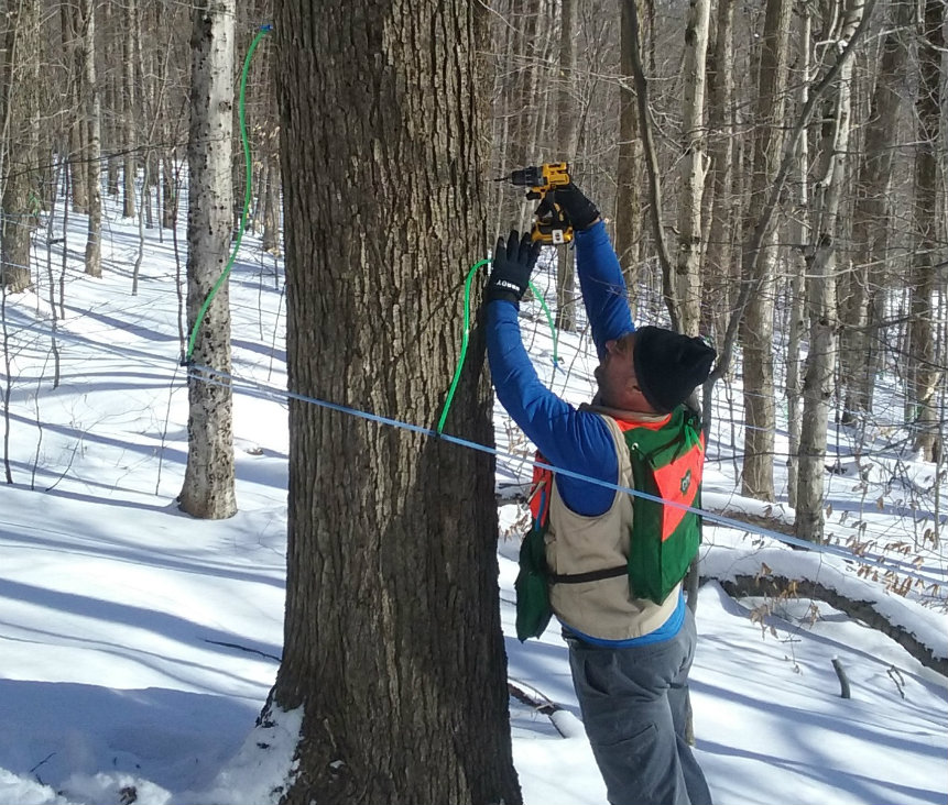 Tapping maple trees at Ioka Valley Farm. Photo courtesy Ioka Valley Farm.