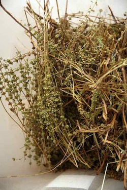 Rural Intelligence Road Trips