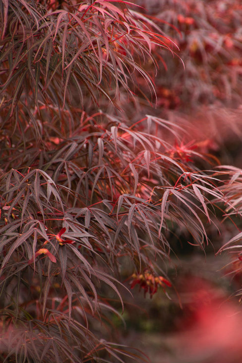Ribbon-Leaf Japanese Maple&nbsp;