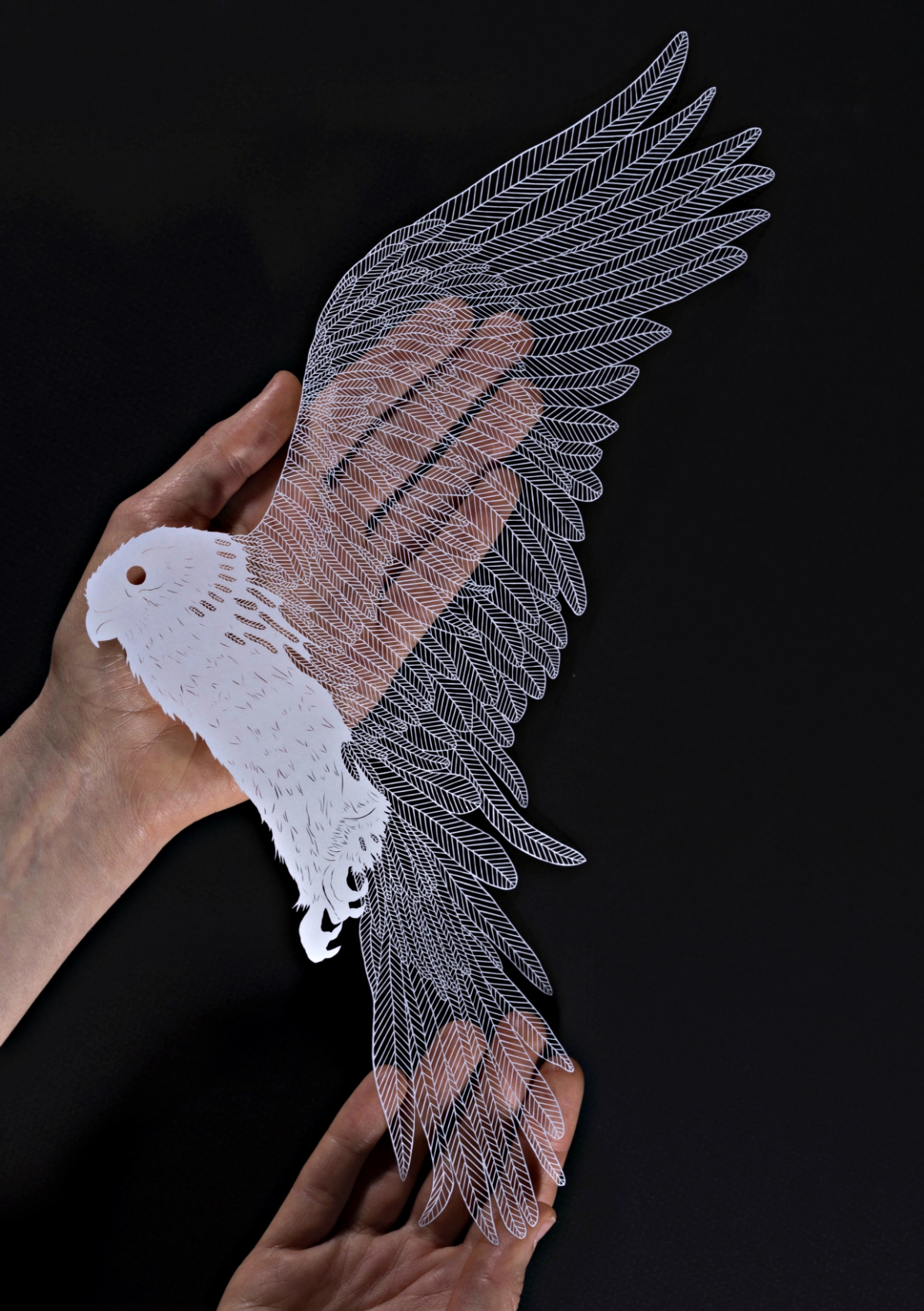 Photograph by Laura Glazer; hand-cut paper by Maude White; reproduced from&nbsp;Brave Birds, Abrams Image, 2018.