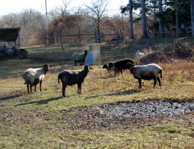 Rural Intelligence Food