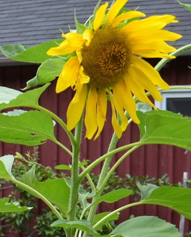 Rural Intelligence Style