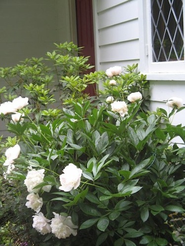 Rural Intelligence Parties and Openings