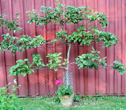 Rural Intelligence Style