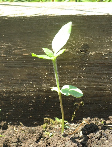 Rural Intelligence Style