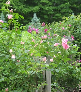 Rural Intelligence Style