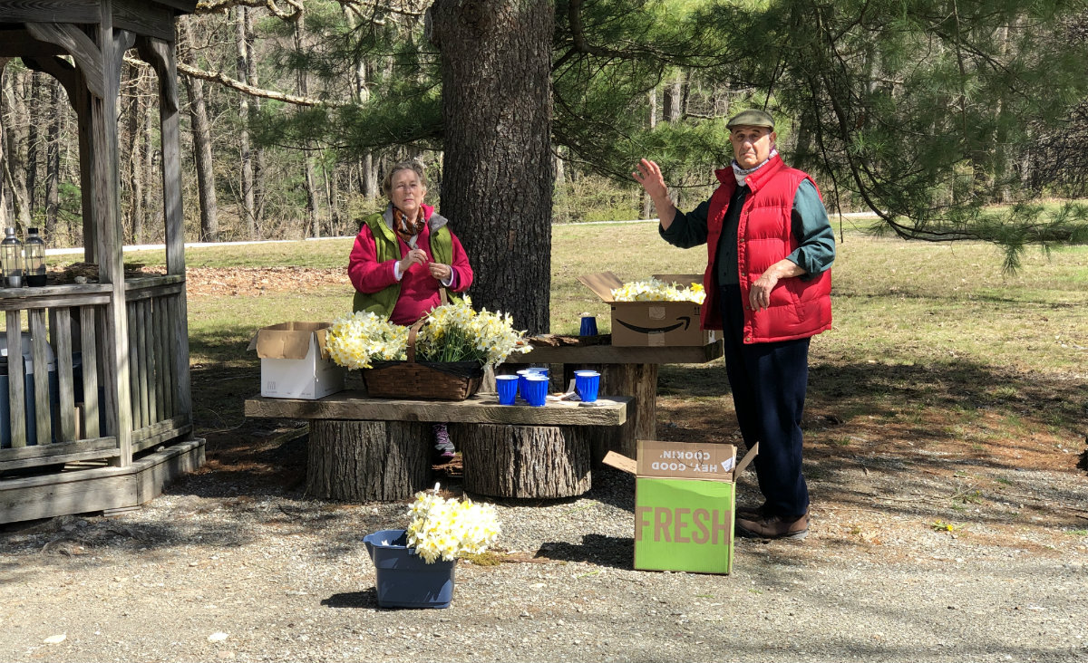 Margaret Doyle and Andrew Capitman organize bunches of daffodils.
