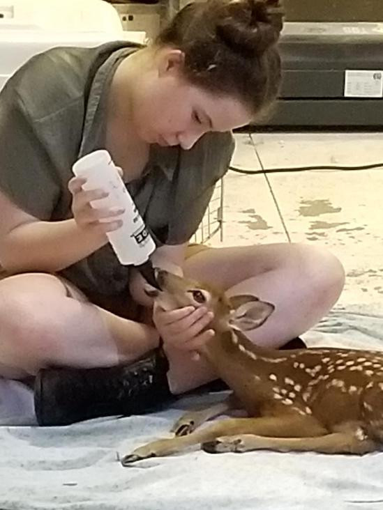 Maria bottle feeding a fawn