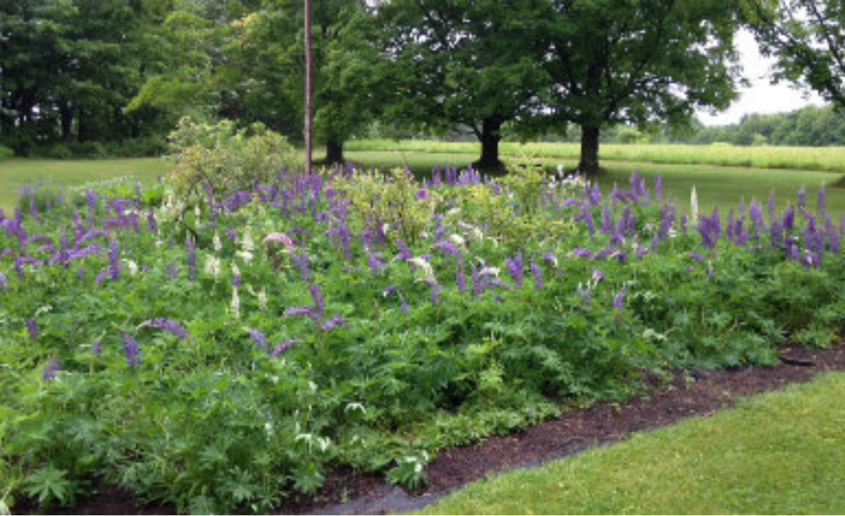 A vigorous colony of lupines in the kitchen garden at Steepletop in Austerlitz, New York.&nbsp; - The Millay Society
