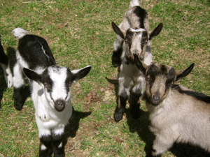 Rural Intelligence Food