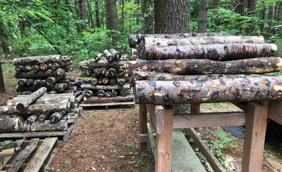 Mushroom logs in the forest, tended by Adam Buggy