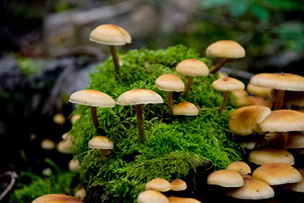 Rural Intelligence Food