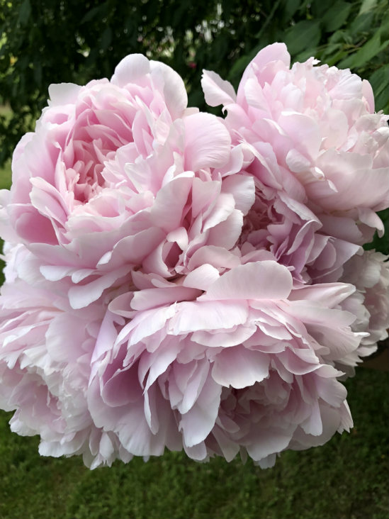 Nancy Nicholls peonies Nancy Nicholls peonies