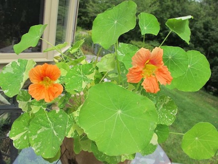 Rural Intelligence Food